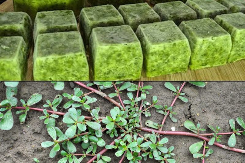 Purslane Power: Unlock the Secrets of This Superfood Weed