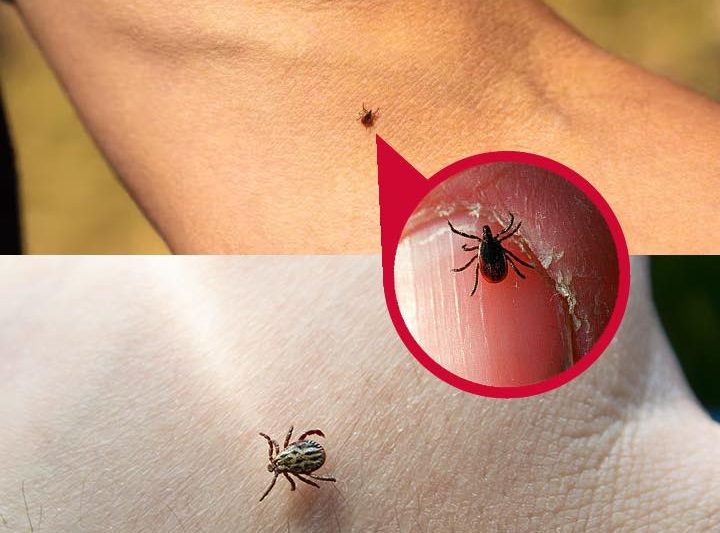 Found a tick inside? Here’s what matters most